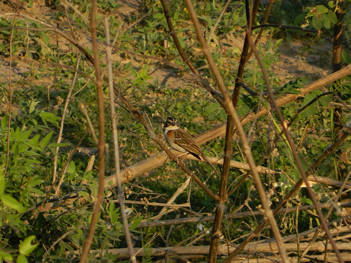 Rufous-collared Sparrow - ML642783896