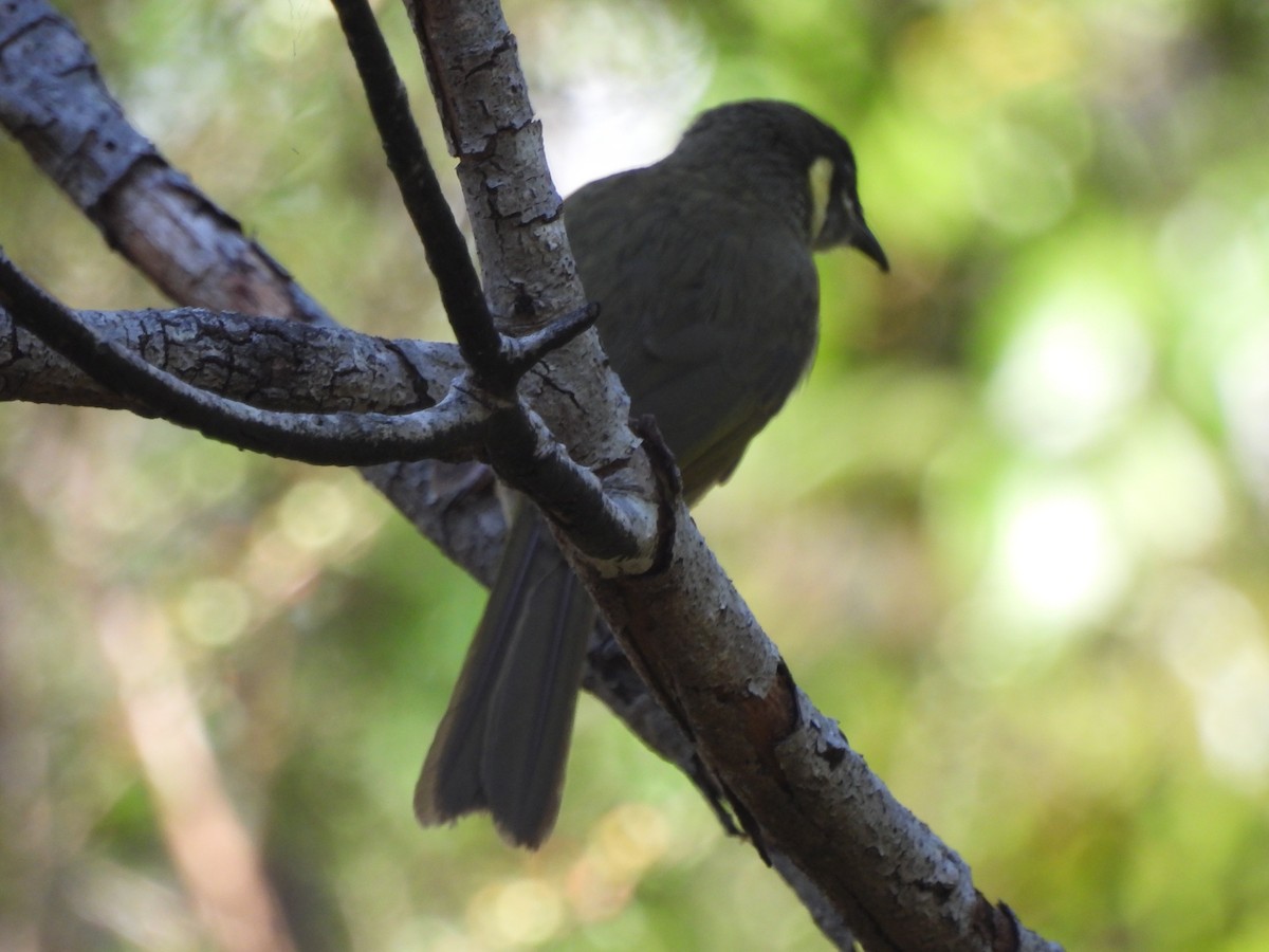 Lewin's Honeyeater - ML642783897