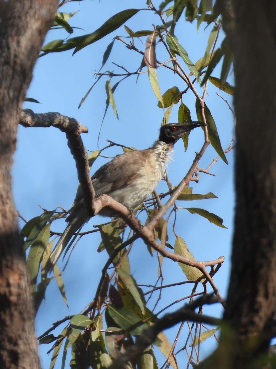 Noisy Friarbird - ML642783905