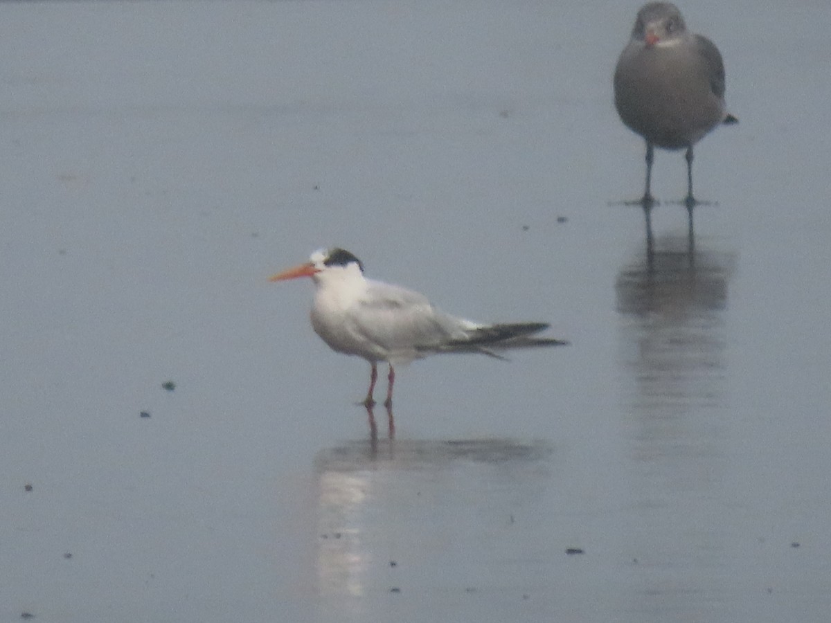 Elegant Tern - ML642783906