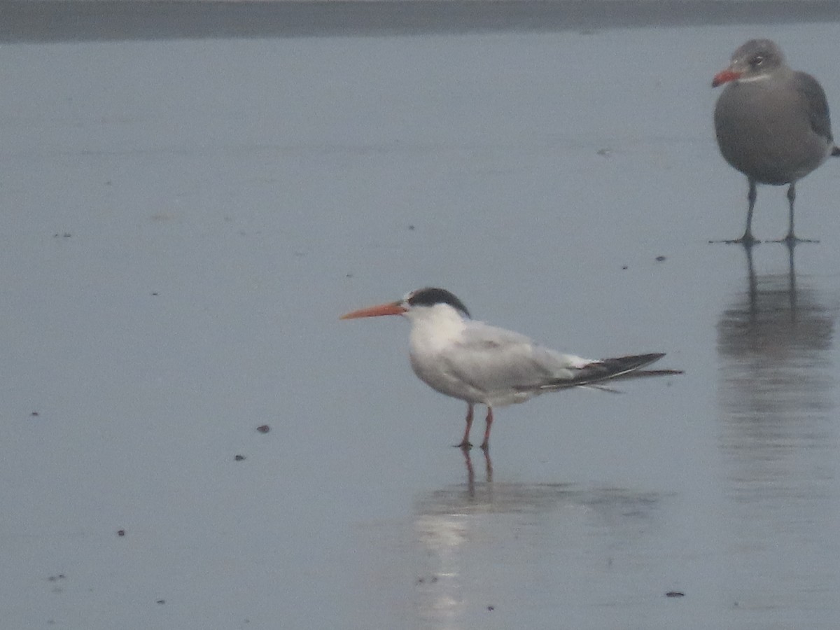 Elegant Tern - ML642783907