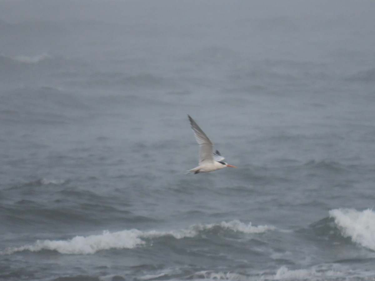 Elegant Tern - ML642783909