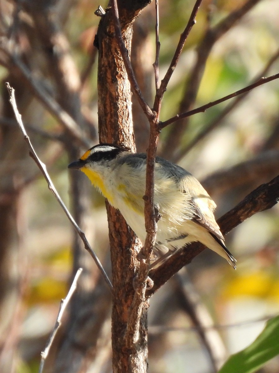 Striated Pardalote - ML642783910