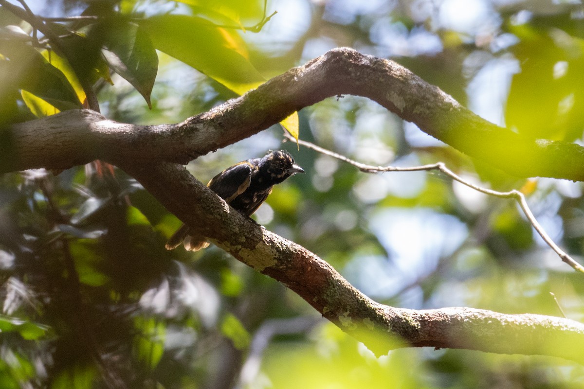 Fulvous-crested Tanager - ML642783915