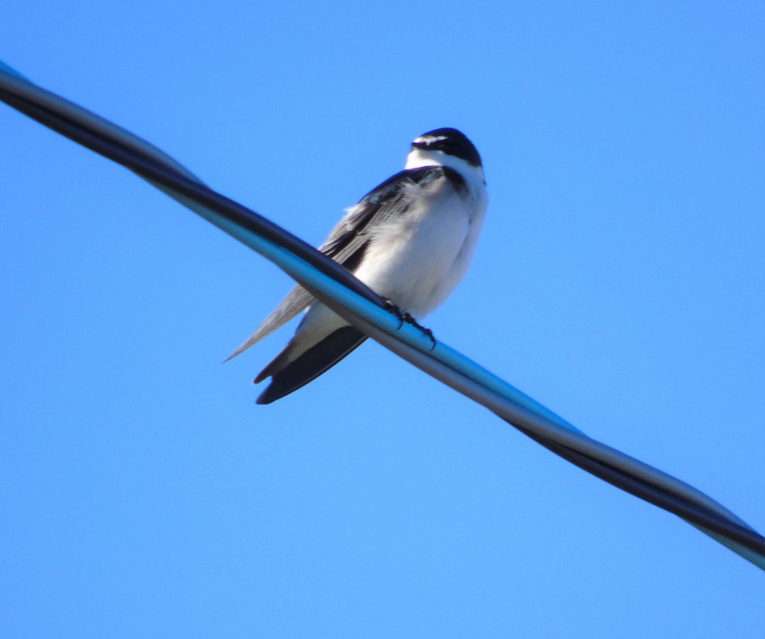 White-rumped Swallow - ML642783918