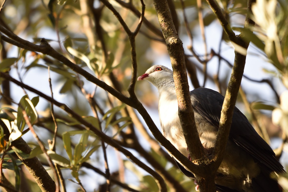 White-headed Pigeon - ML642783920