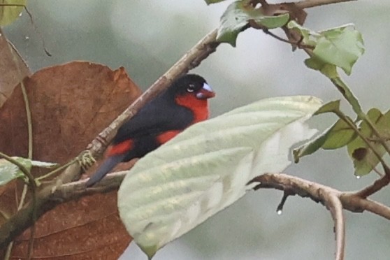 Western Bluebill - ML642783923