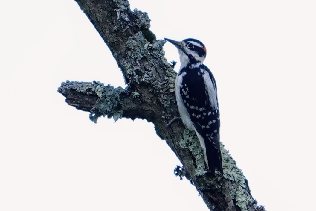 Hairy Woodpecker - ML642783939
