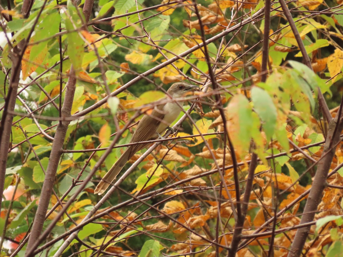 Black-billed Cuckoo - ML642783957