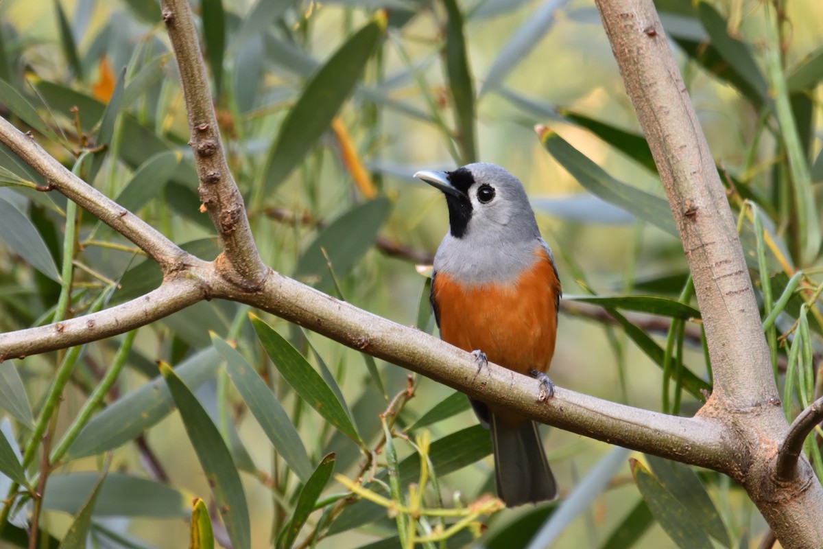 Black-faced Monarch - ML642783958