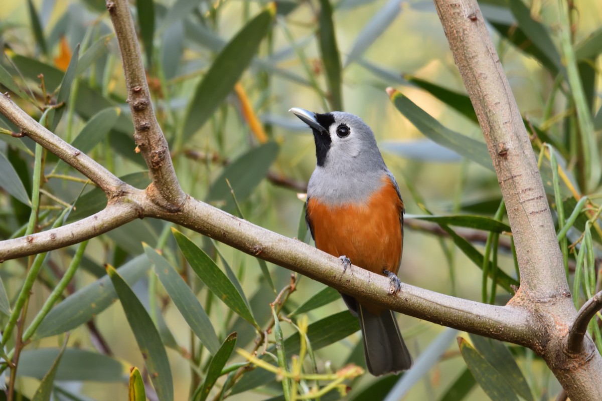 Black-faced Monarch - ML642783968