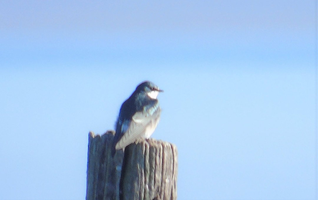 White-rumped Swallow - ML642783979