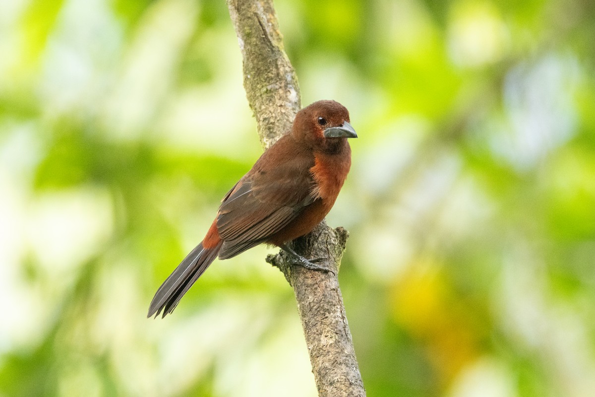 Silver-beaked Tanager - ML642784014
