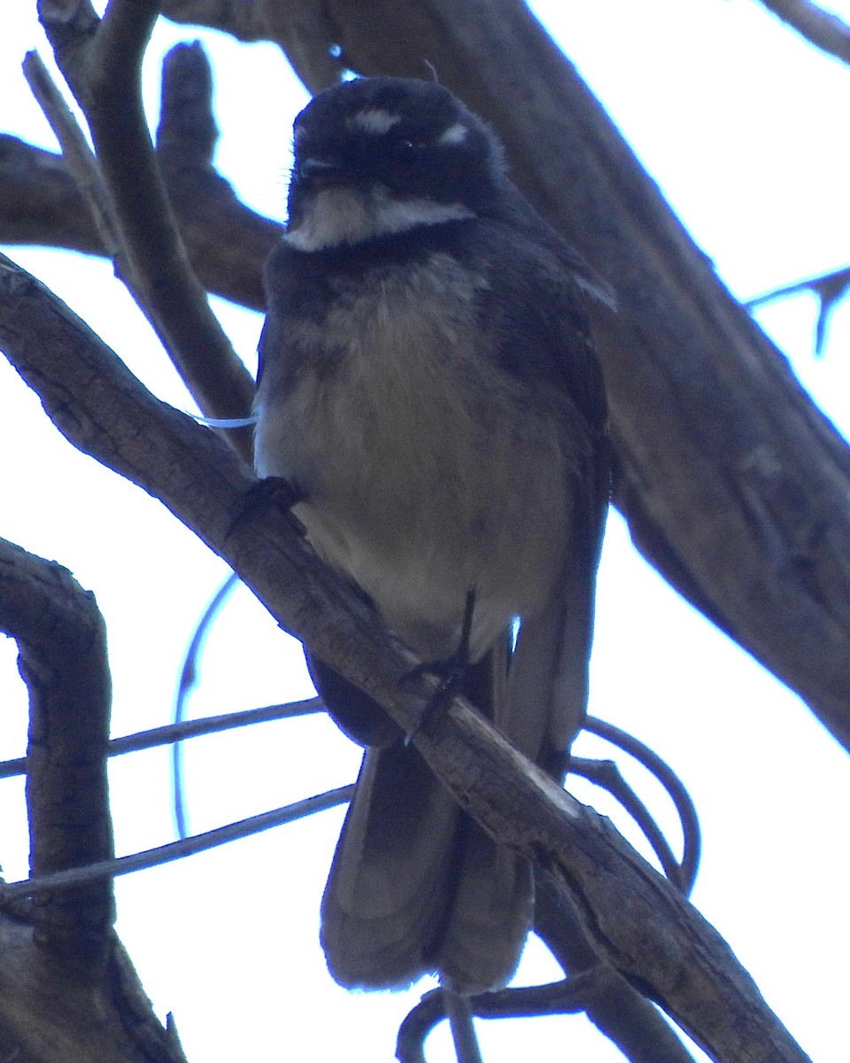 Gray Fantail - ML642784032