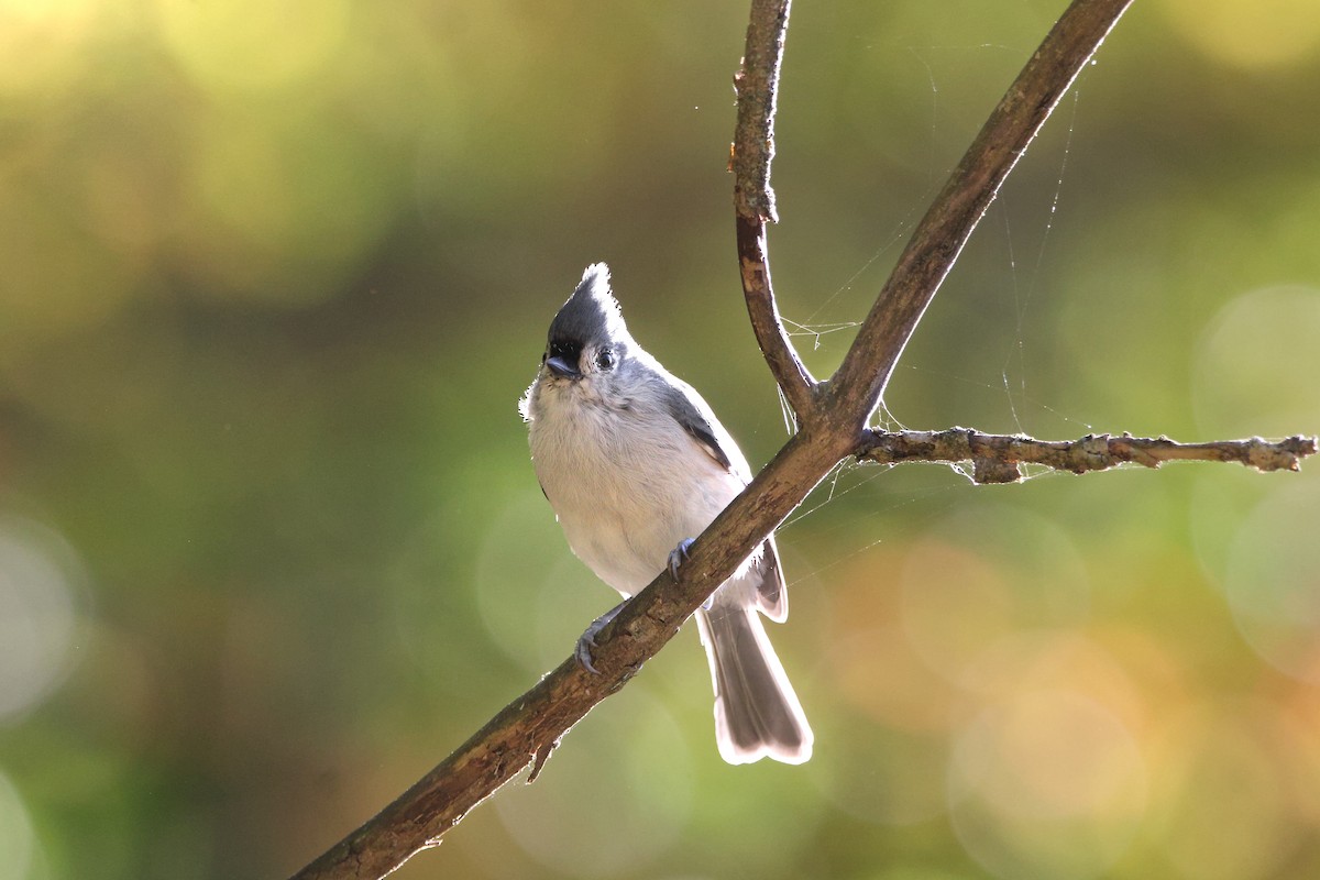 Tufted Titmouse - ML642784066