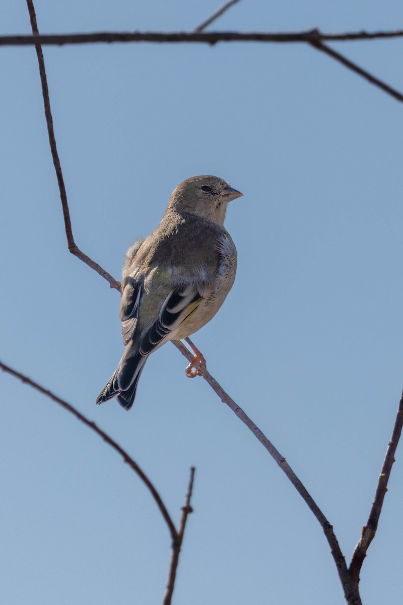 Lawrence's Goldfinch - ML642784072