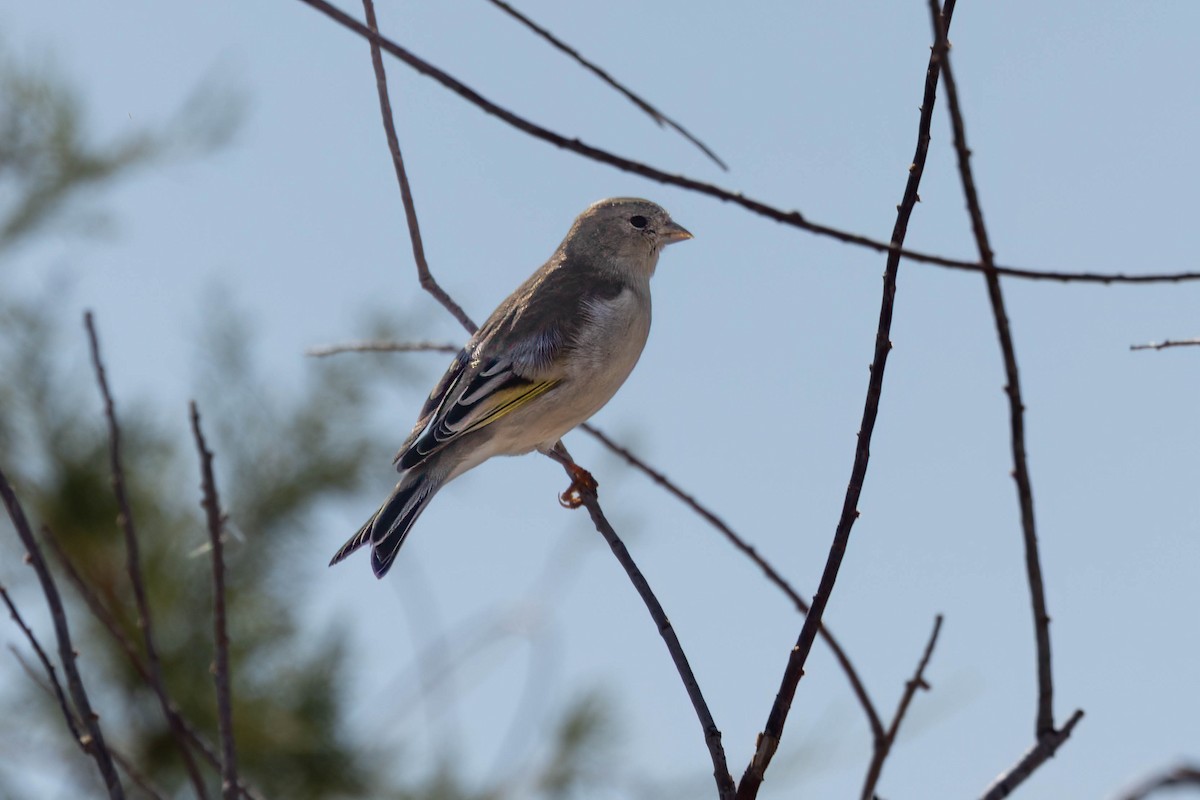 Lawrence's Goldfinch - ML642784073