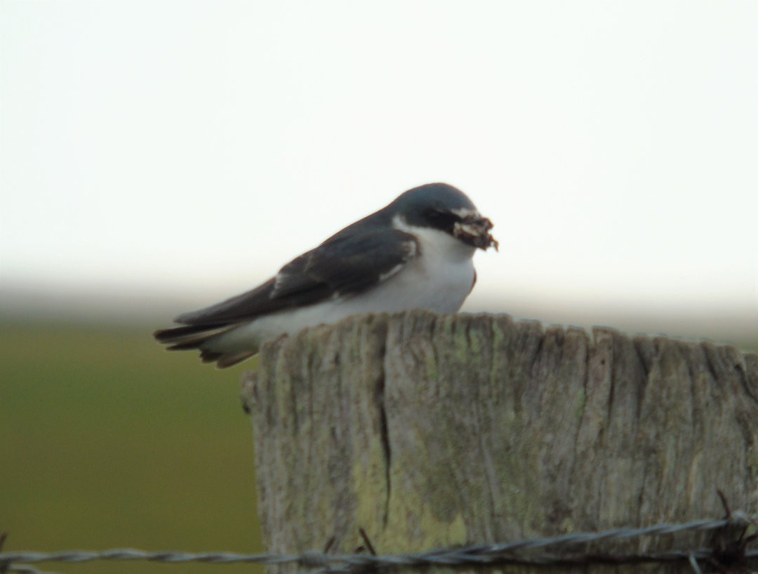 White-rumped Swallow - ML642784075