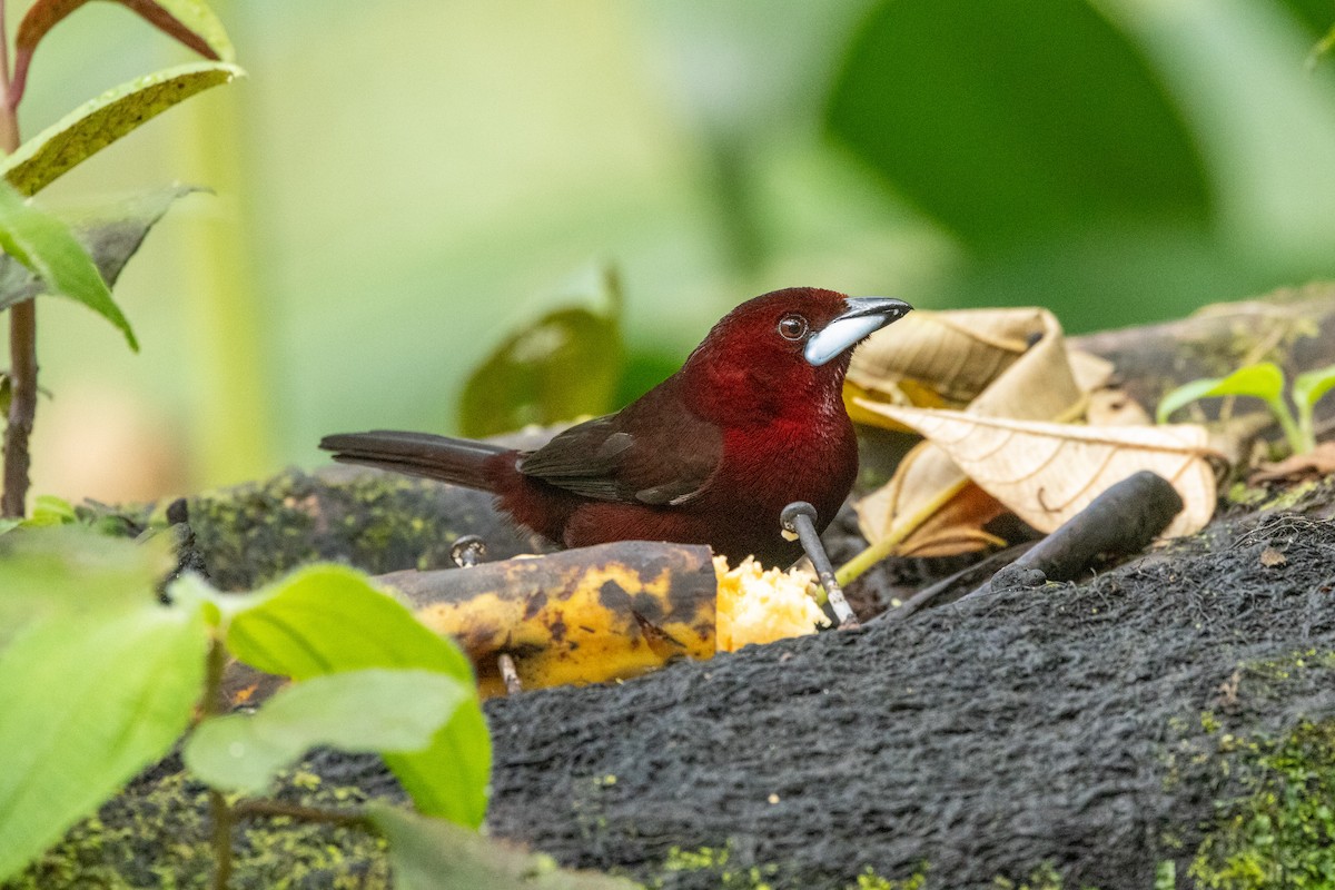 Silver-beaked Tanager - ML642784076