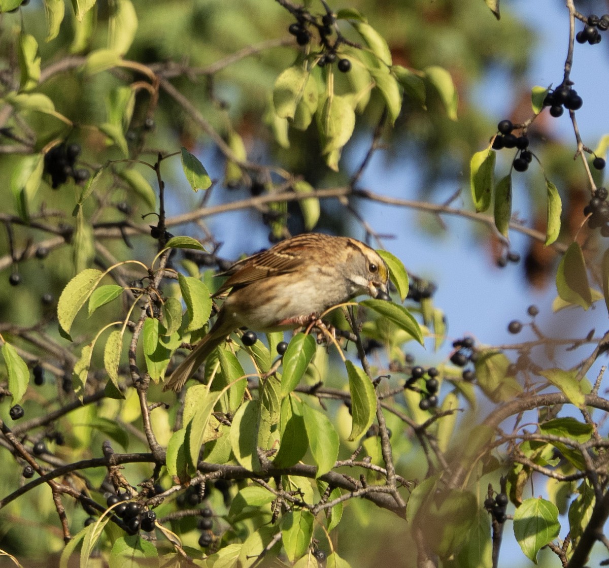 White-throated Sparrow - ML642784077