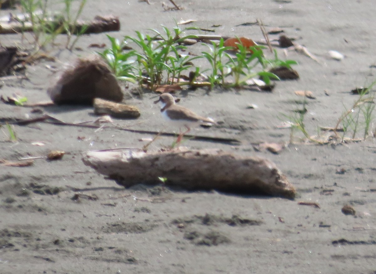 Collared Plover - ML642784092
