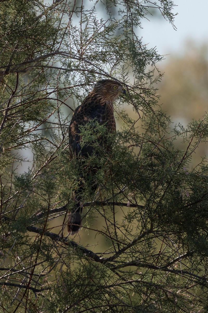 Cooper's Hawk - ML642784099