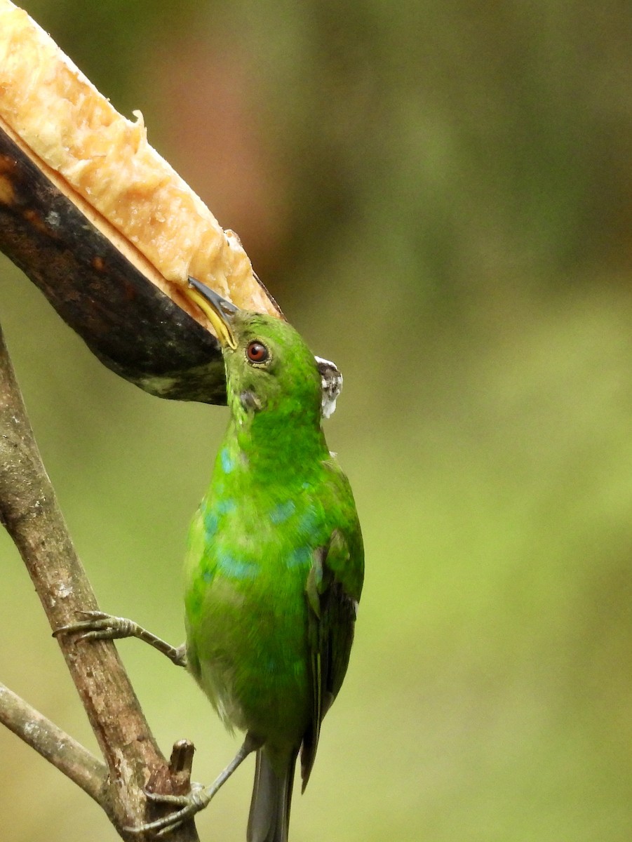Green Honeycreeper - ML642784104