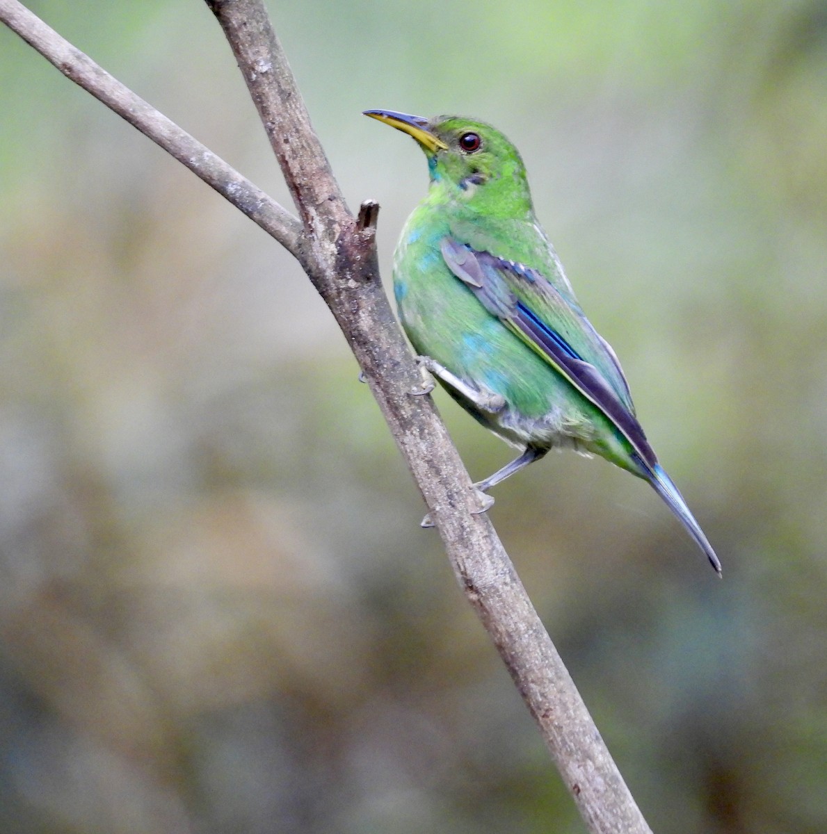 Green Honeycreeper - ML642784105