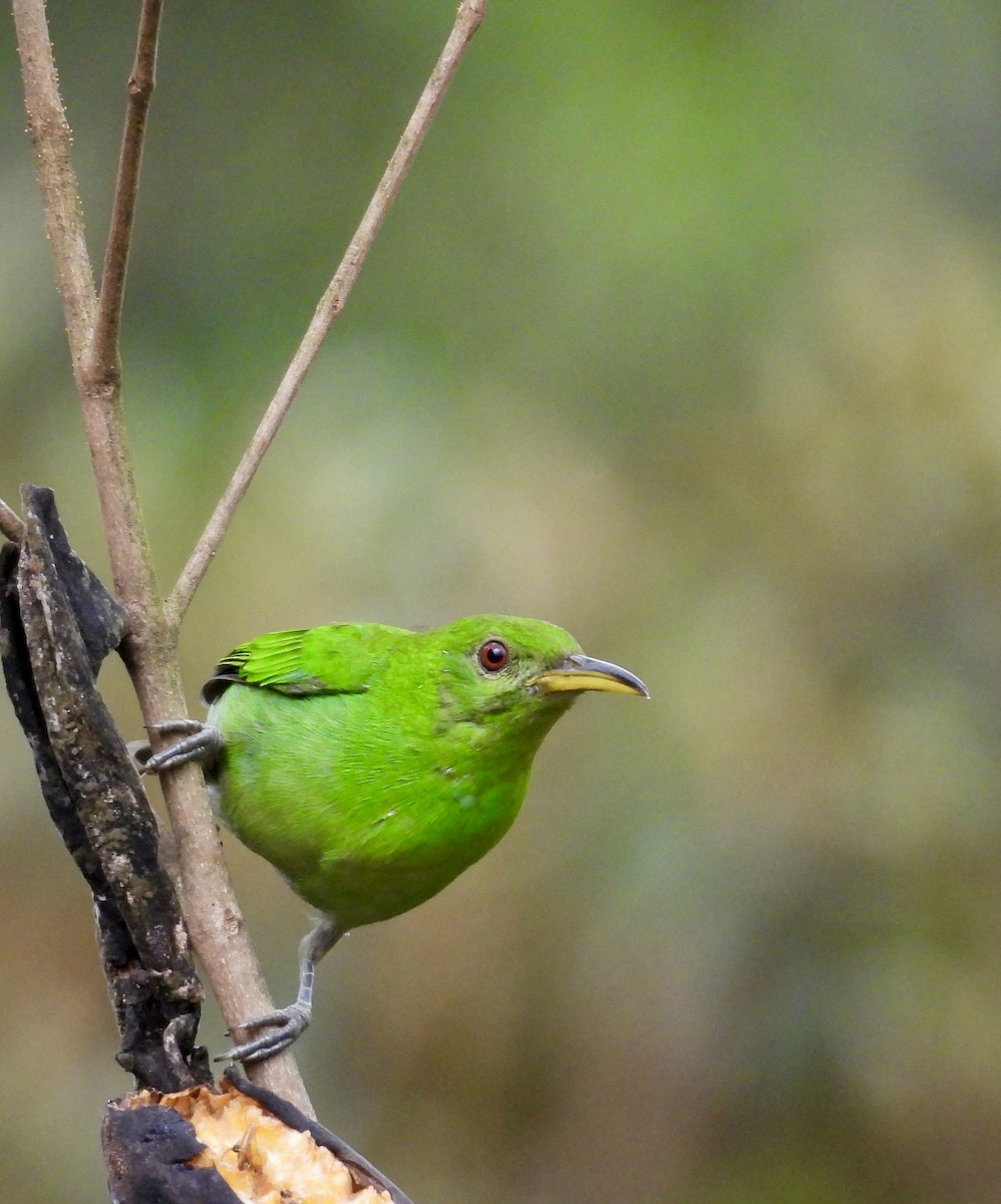 Green Honeycreeper - ML642784106