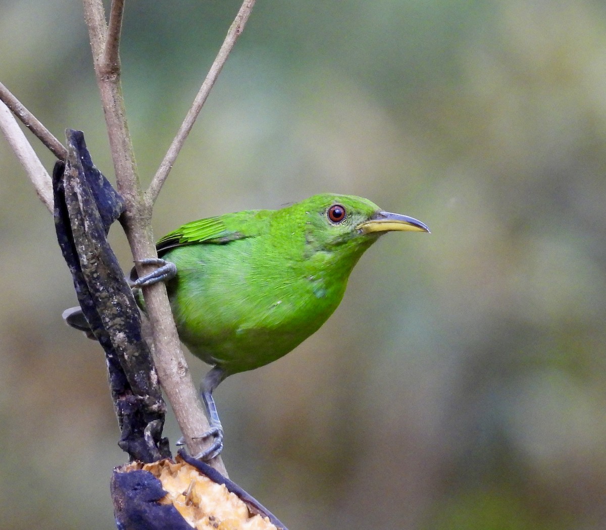 Green Honeycreeper - ML642784107