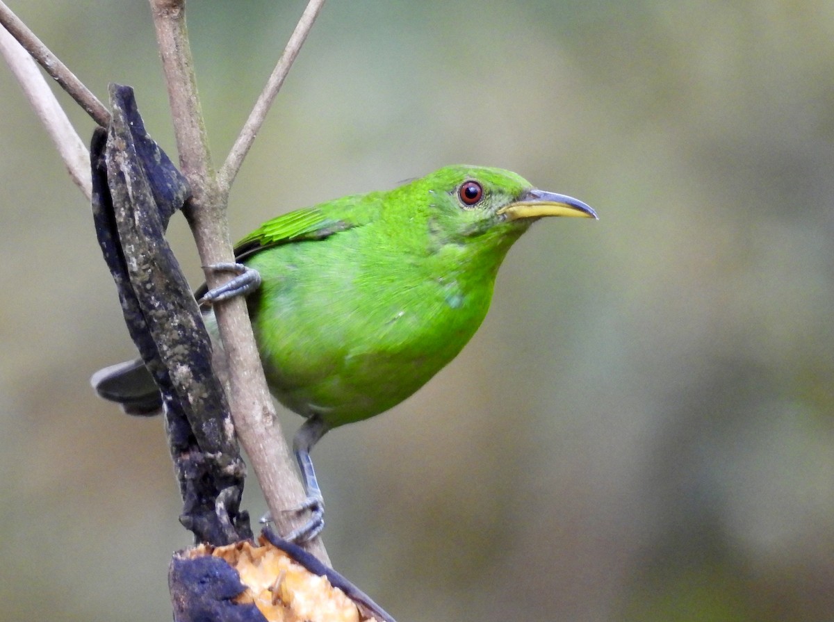 Green Honeycreeper - ML642784108