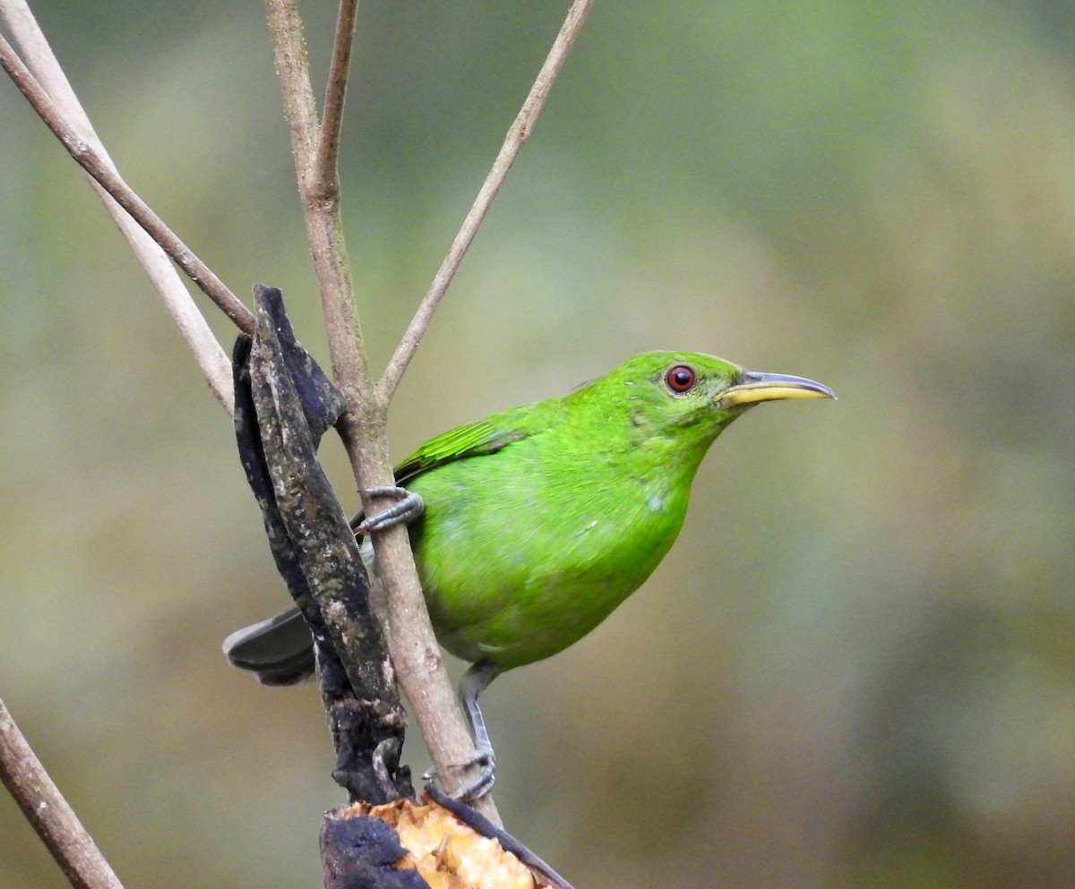 Green Honeycreeper - ML642784109