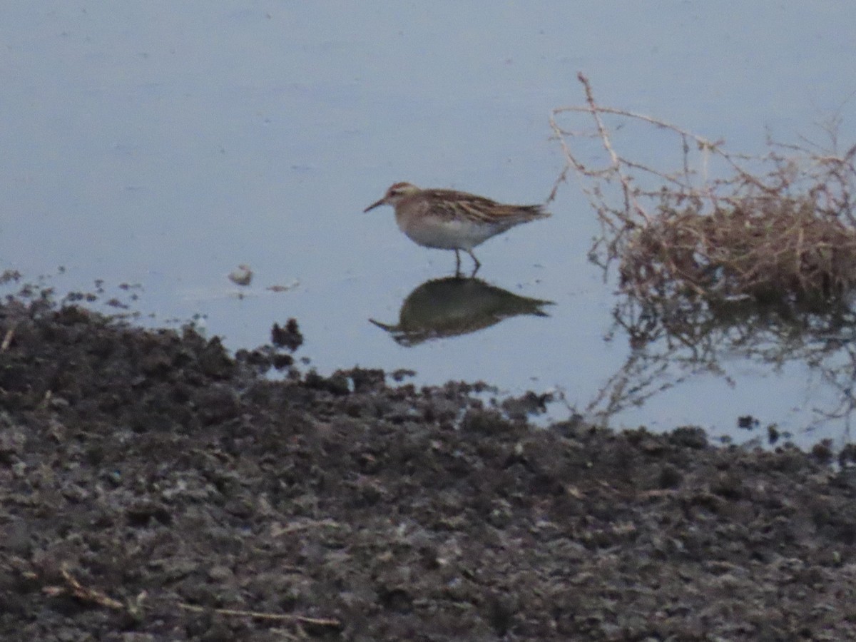Sharp-tailed Sandpiper - ML642784116