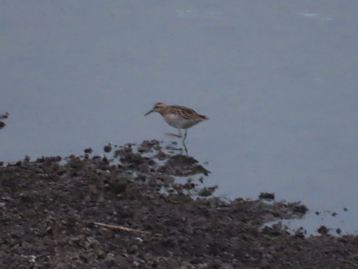 Sharp-tailed Sandpiper - ML642784117