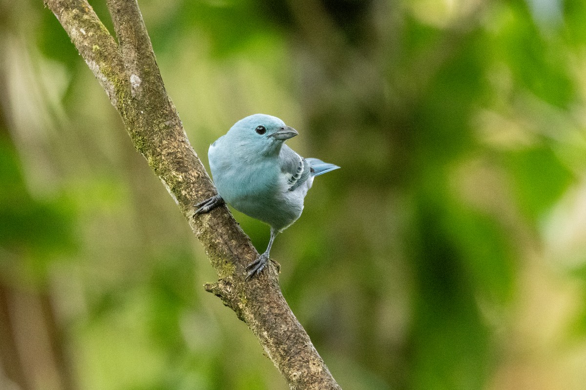Blue-gray Tanager (White-edged) - ML642784124