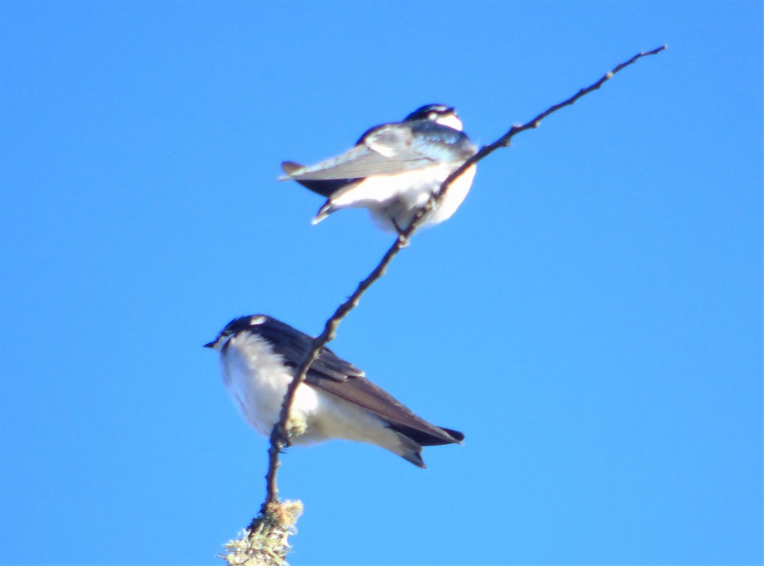 White-rumped Swallow - ML642784126
