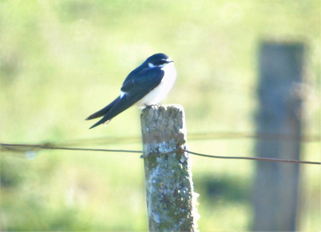 White-rumped Swallow - ML642784127