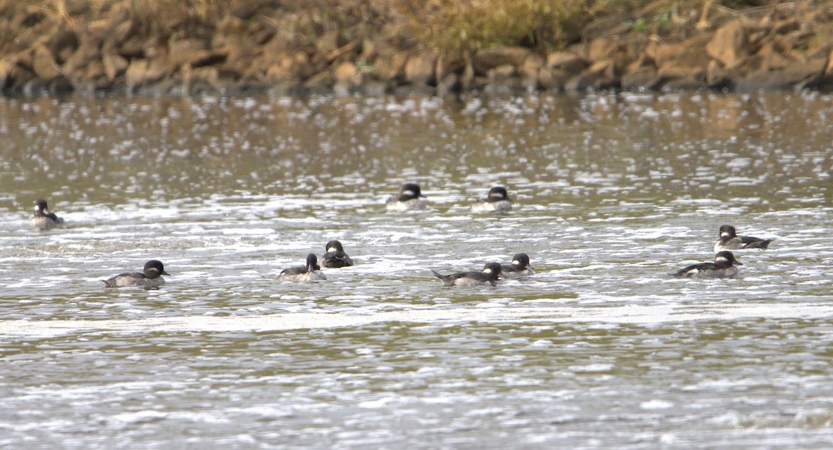 Bufflehead - ML642784137