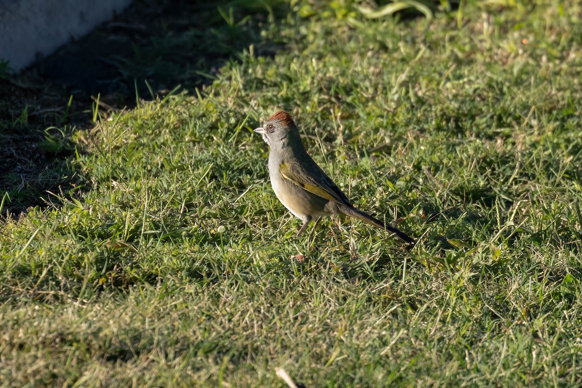 Green-tailed Towhee - ML642784139
