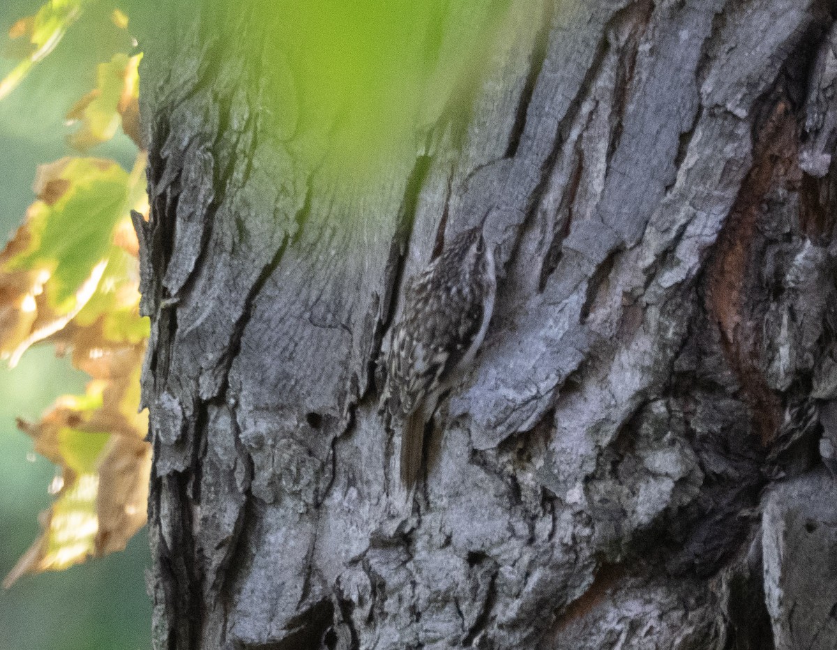 Brown Creeper - ML642784142