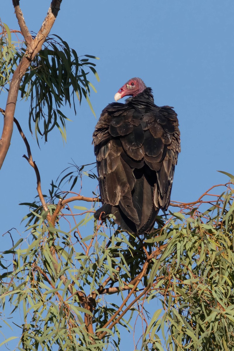 Turkey Vulture - ML642784169