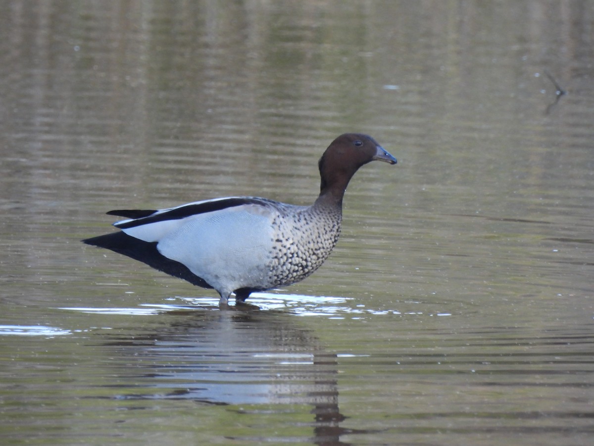 Maned Duck - ML642784170