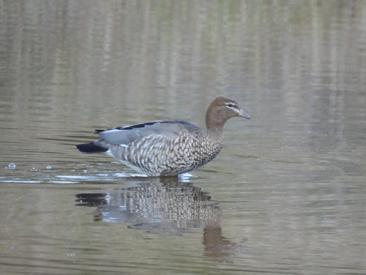 Maned Duck - ML642784171
