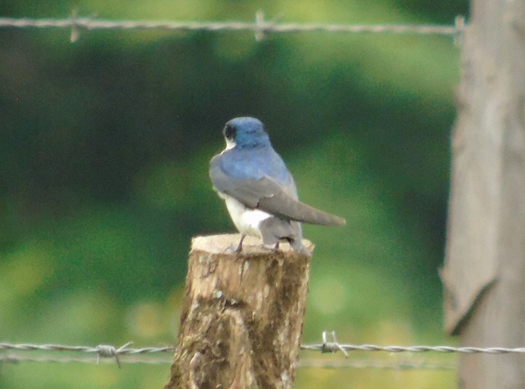 White-rumped Swallow - ML642784185