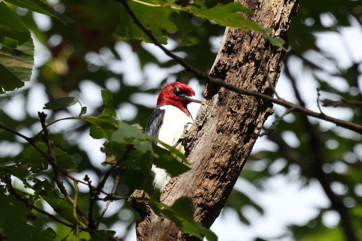 Red-headed Woodpecker - ML642784197