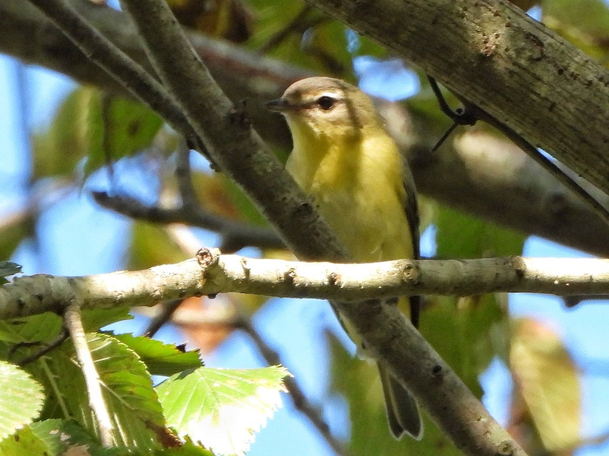 Philadelphia Vireo - ML642784203