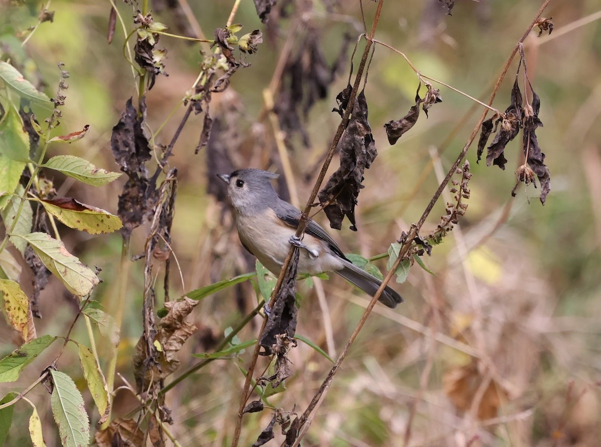 Tufted Titmouse - ML642784205