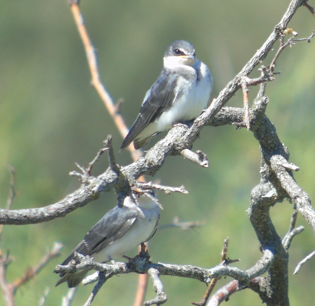 White-rumped Swallow - ML642784215