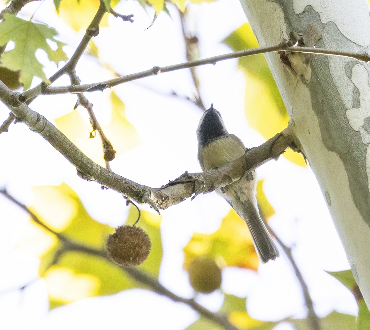 Black-throated Green Warbler - ML642784237
