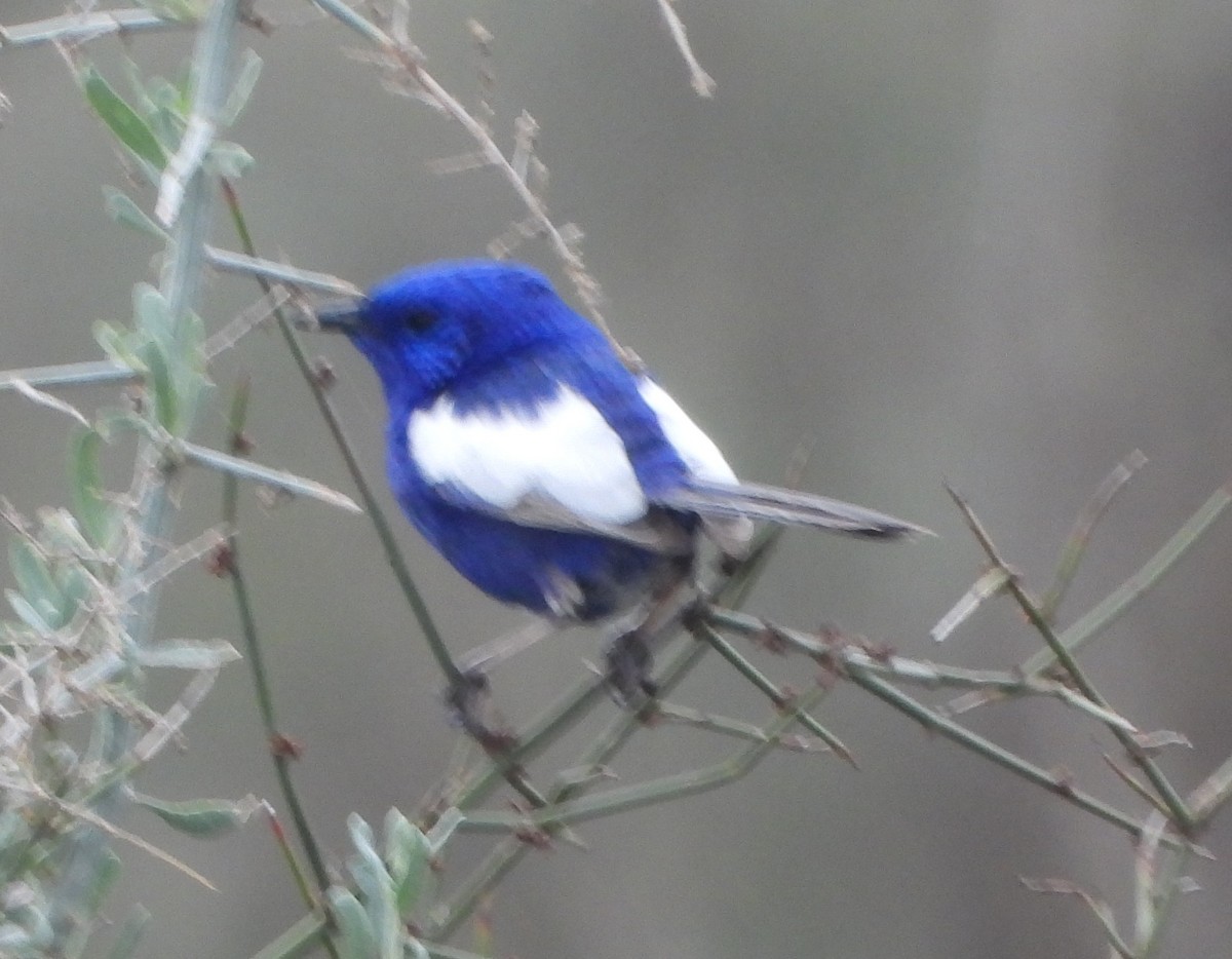 White-winged Fairywren - ML642784238